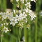 Preview: Allium tuberosum - Schnitt-Knoblauch